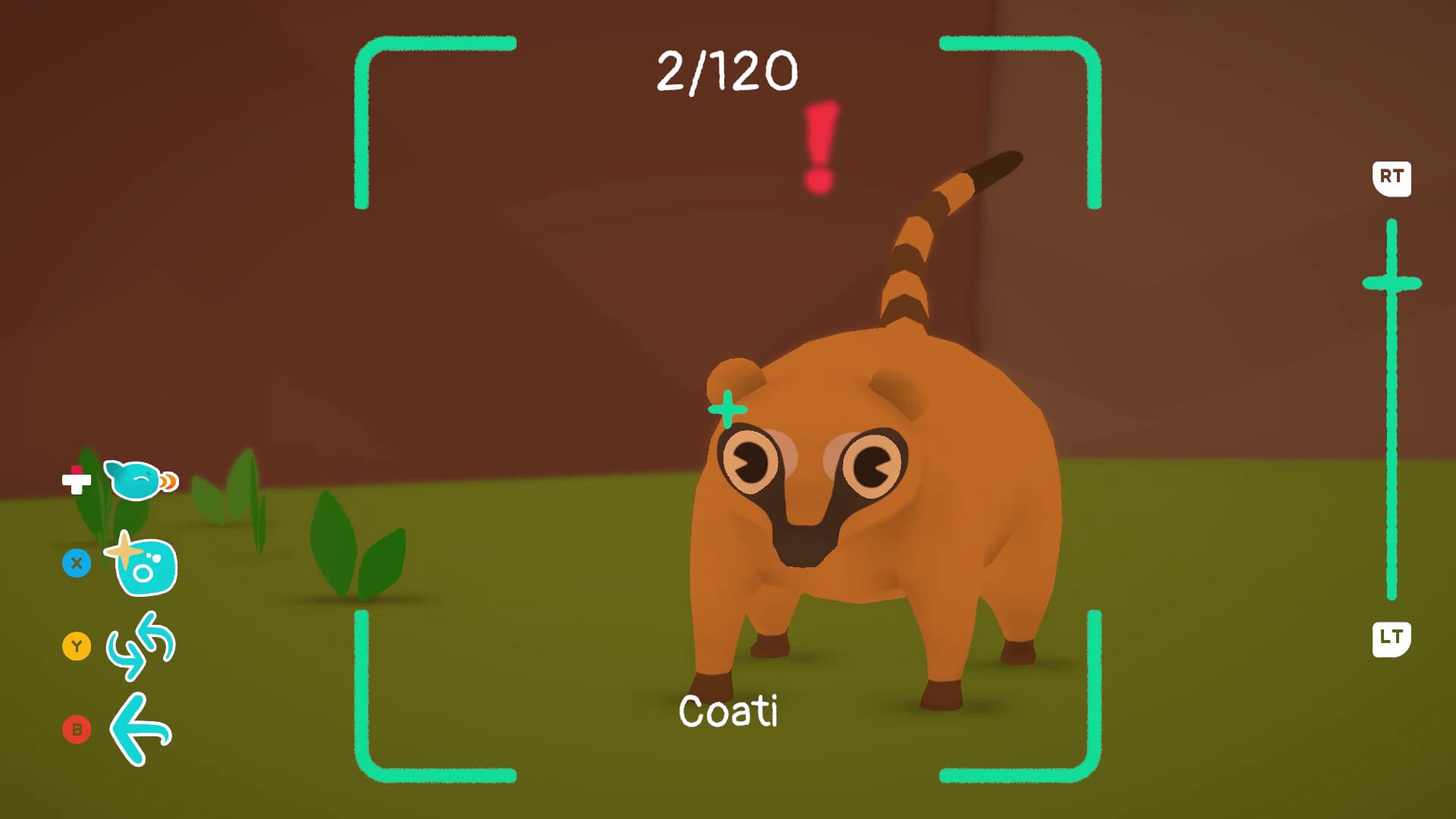 Photographing a coati