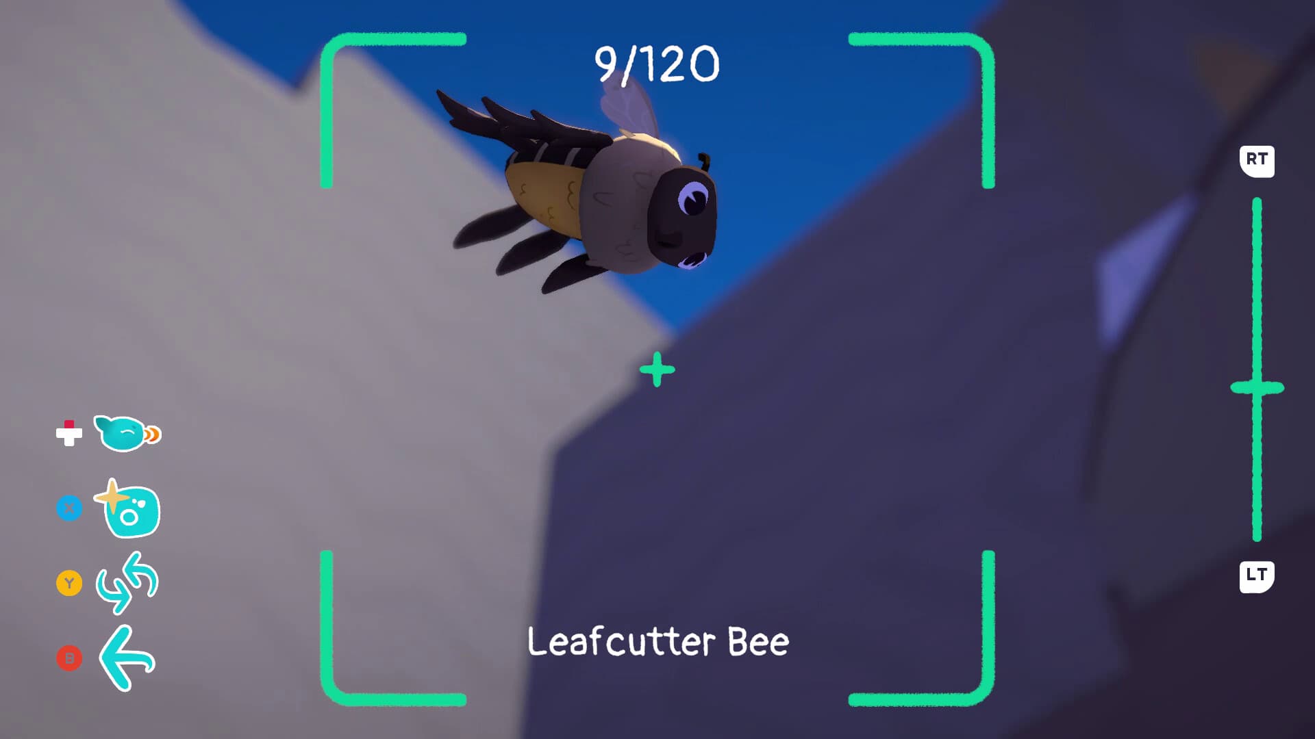 Photographing a leafcutter bee